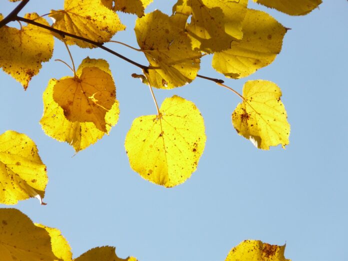 Baum Linde Blatt Herbst